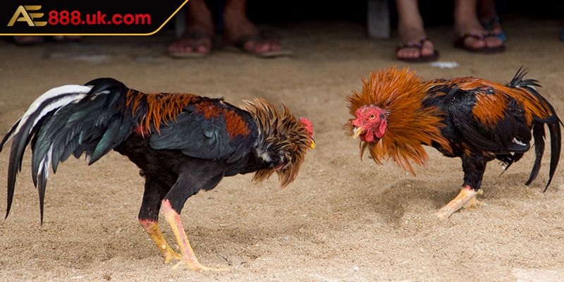 Chất lượng phát sóng đá gà AOG được đầu tư hoàn hảo