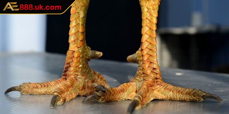 Chiến kê có lớp liên giáp ngoại luôn sung sức khi chiến đấu