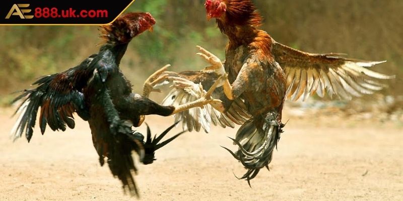 Đặc điểm nhận biết kê chiến có vảy ngũ quỷ