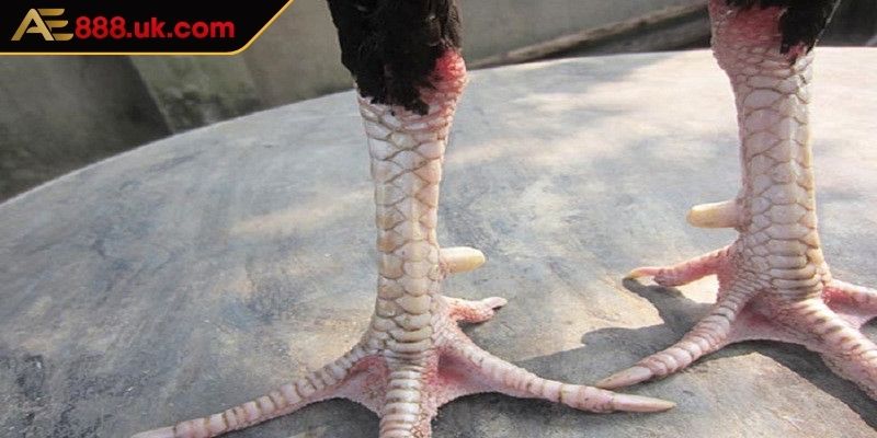 Đặc điểm phía trước của chiến kê có vảy khai vương