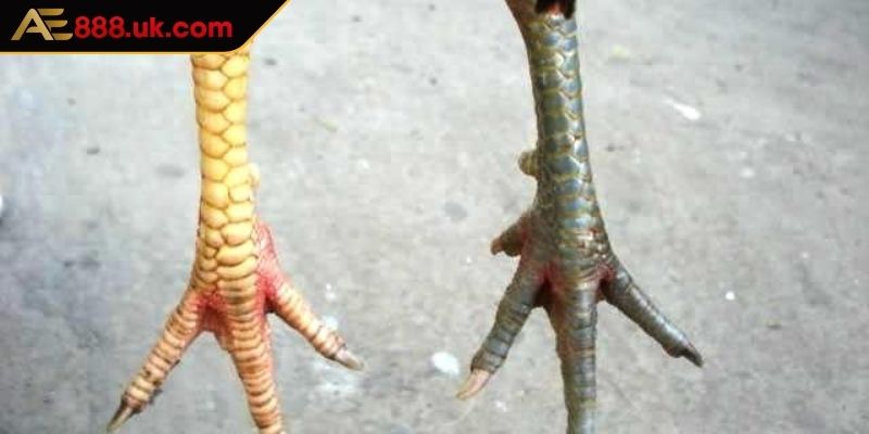 Giá trị thẩm mỹ của chiến kê có vảy ngũ quỷ