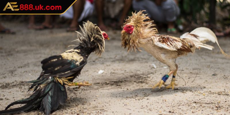 Giới thiệu thông tin cần thiết về sảnh đá gà AOG AE888
