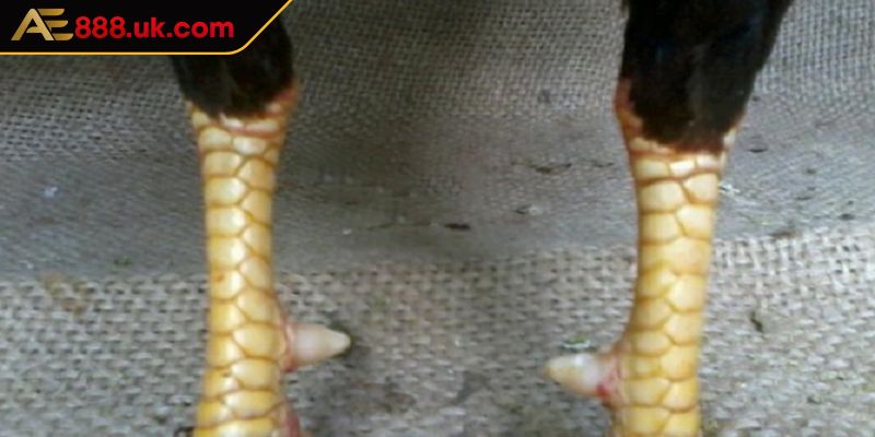 Giới thiệu về dạng vảy nội hoa đăng AE888