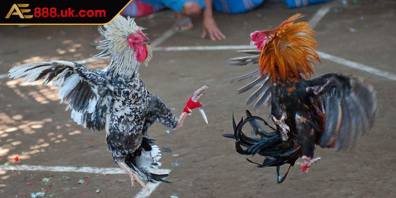 Hướng dẫn cách tham gia chơi đá gà ODIN tại AE888