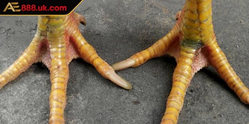 Khám phá vài nét về vảy phủ địa AE888