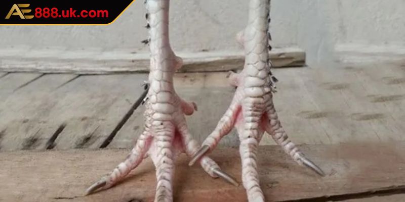 Lợi thế khi người tham gia chơi có chiến kê sở hữu vảy lạc diệp