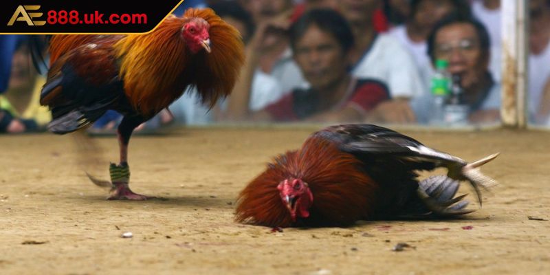 Lựa chọn kèo cược đá gà phù hợp với phong cách chơi