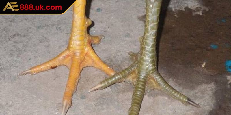 Luyện tập và phát triển kỹ năng gà vảy nội hoa đăng