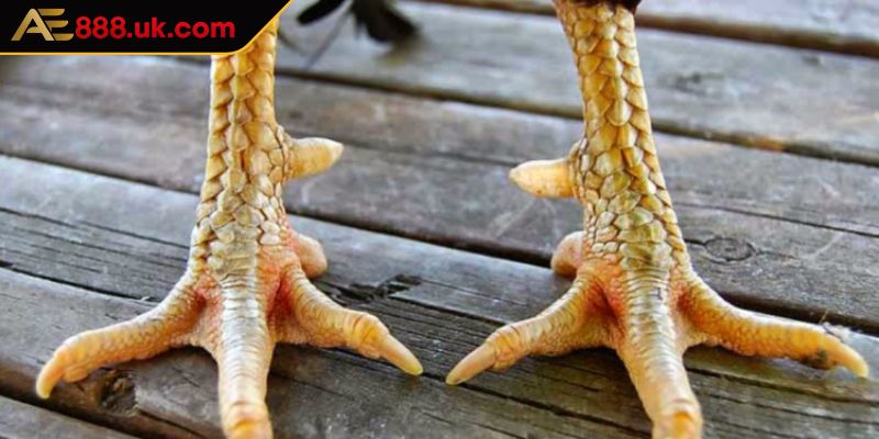 Lý do các sư kê luôn bị cuốn hút bởi vảy hoa mai