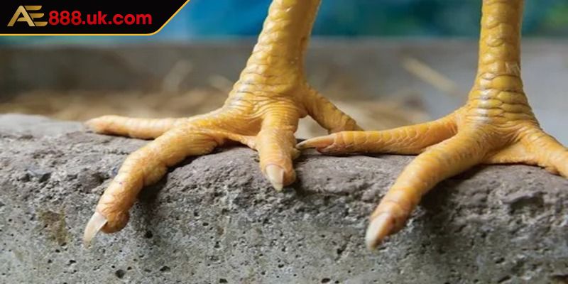 Lý do kê thủ cần biết gà chiến sở hữu loại vảy nội hoa đăng