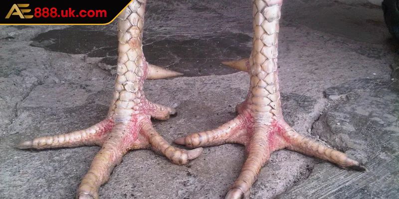 Phương pháp nuôi gà chọi sở hữu vảy lạc diệp đạt phong độ cao