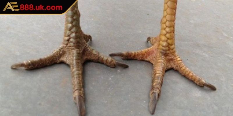 Tăng cường tính thẩm mỹ lẫn mang lại may mắn