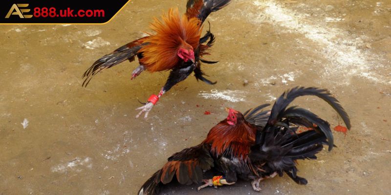 Tham gia gà đá cựa dao hấp dẫn cho kê thủ