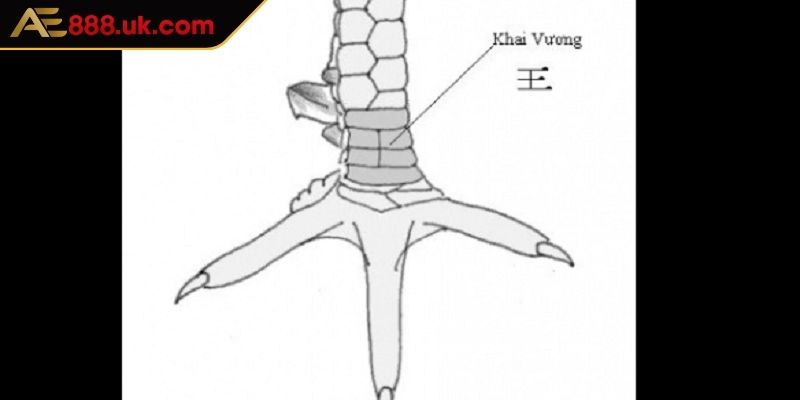 Tìm hiểu vài nét về dạng vảy khai vương AE888