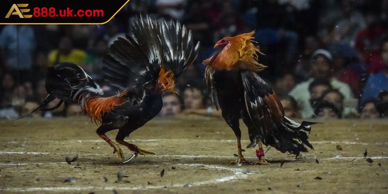 Tổng quát về sảnh đá gà ODIN AE888